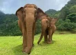 elephant nature park